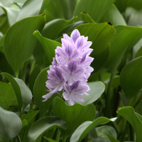 eichhornia_crassipes2bd (Eichhornia crassipes)