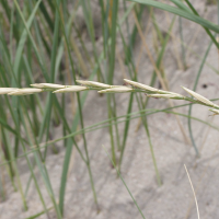 elytrigia_juncea_boreali-atlantica4md (Elytrigia juncea ssp boreoatlantica)