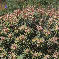 euphorbia_dendroides8md