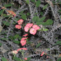 euphorbia_milii_splendens2md (Euphorbia milii)