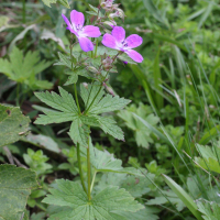 geranium_sylvaticum3md