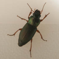 harpalus_affinis2bd