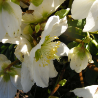 helleborus_niger5md