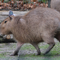 Hydrochaeris hydrochaeris (Cabiai, Capybara)
