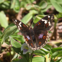 junonia_oenone_epiclelia3bd