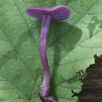 laccaria_amethystina2md