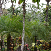 Licuala grandis (Palmier cuillère)