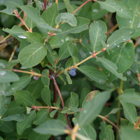 Lonicera caerulea (Camerisier bleu)