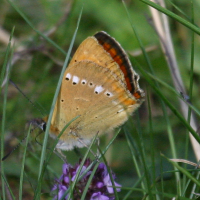 lycaena_virgaureae2bbd