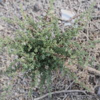 Maireana brevifolia (Maireana)