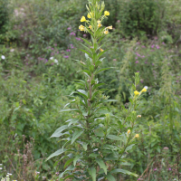 oenothera_cf_ligerica3md