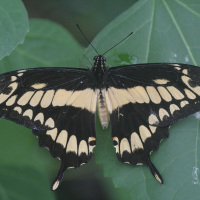 Papilio thoas (Papilio, Voilier géant)