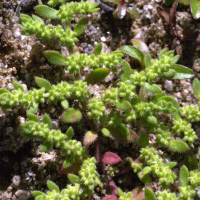 Paronychia_echinulata