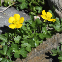 Ranunculus grenierianus (Renoncule de Grenier, Renoncule de Villars)