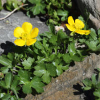 ranunculus_grenierianus1md