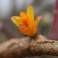 rhipsalis_salicornioides2bd