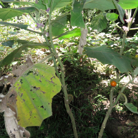 Solanum quitoense (Morelle de Quito, Naranjilla, Narangille)