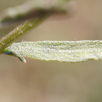 anthemis_maritima4md (Anthemis maritima)