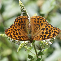 argynnis_paphia4md (Argynnis paphia)