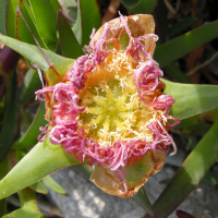 Carpobrotus_edulis (Carpobrotus edulis)