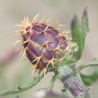 centaurea_aspera4md (Centaurea aspera)