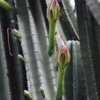 cereus_hexagonus3md (Cereus hexagonus )