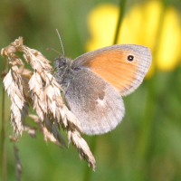 coenonympha_pamphilus2bd (Coenonympha pamphilus)