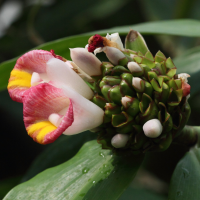 costus_afer2bd (Costus afer)