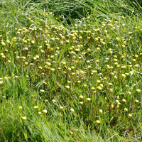 cotula_coronopifolia2md (Cotula coronopifolia)