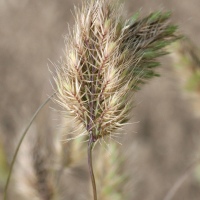 cynosurus_echinatus2md