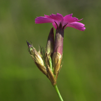 dianthus_carthusianorum4md (Dianthus carthusianorum)