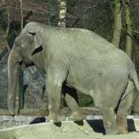 elephas_maximus_bengalensis2md