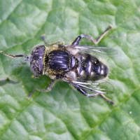 Eristalinus sepulchralis (Eristale)