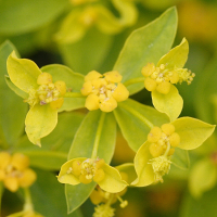 euphorbia_flavicoma2md (Euphorbia flavicoma ssp. verrucosa)