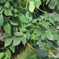 Fraxinus udhei (Frêne)