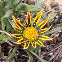 Gazania_sp