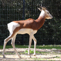 Gazella dama ssp. mhorr (Gazelle de Mhorr)