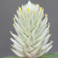 gomphrena_celosioides2md