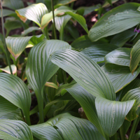 hosta_rectiifolia2md