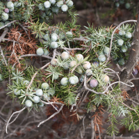 juniperus_oxycedrus_macrocarpa2md