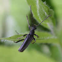 Leptura aethiops (Lepture grise)