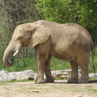Loxodonta africana (Eléphant d'Afrique)