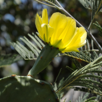 opuntia_stricta2md