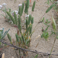 Phleum arenarium (Phléole des sables)