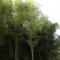 Phyllostachys violascens (Bambou géant)