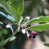 Pittosporum_crassifolium