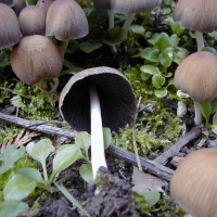 psathyrella_pygmaea3md