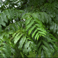 pterocarya_fraxinifolia2md