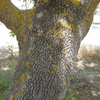 quercus_ithaburensis_macrolepis7md