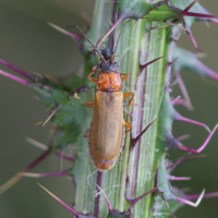 Rhagonycha nigriceps (Téléphore)